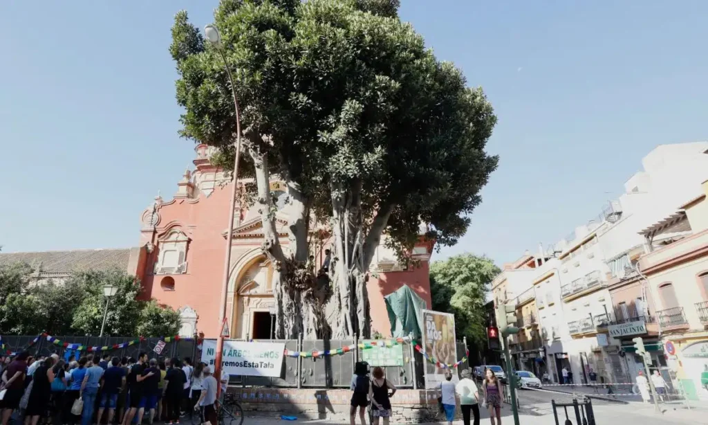 Despedida al Ficus de Triana: Un Árbol que Simboliza la Lucha Ecológica