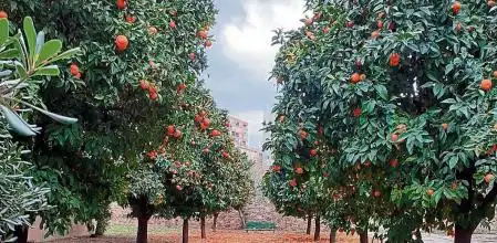 Chocolatada Sant Jordi 2026: Illa recupera la tradición en el Pati dels Tarongers