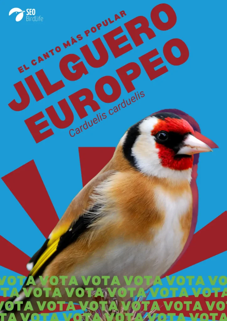 El Jilguero Europeo: Un Símbolo de Conservación para 2026