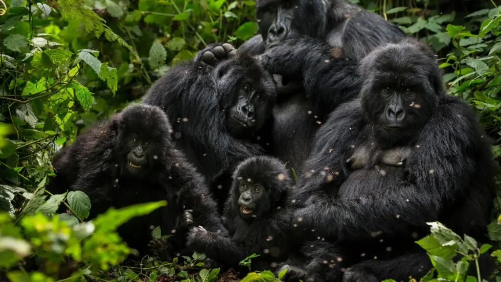 Explorando la Magia del Trekking de Gorilas en Uganda y Ruanda