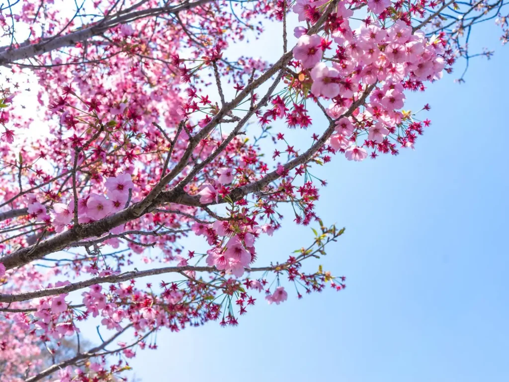 Floración de los cerezos en España: cuándo y dónde verla en 2026