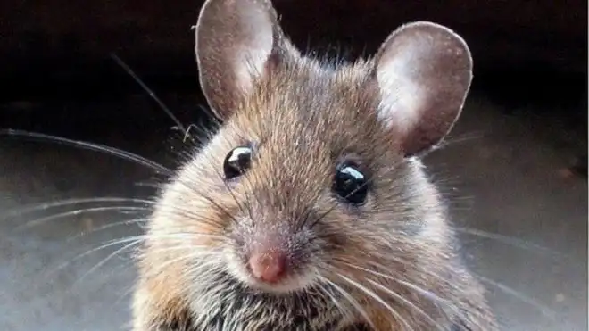Hantavirus MV Hondius: síntomas, transmisión y alerta epidemiológica en España
