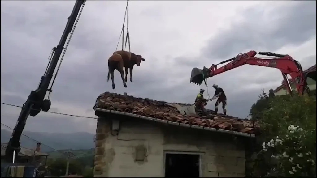 La Inusual Historia de Dos Vacas como Mascotas en Andalucía