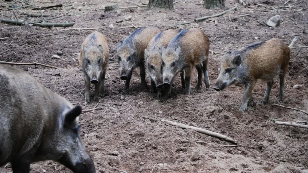 Peste porcina africana en Cataluña: brote en jabalíes y restricciones en Collserola