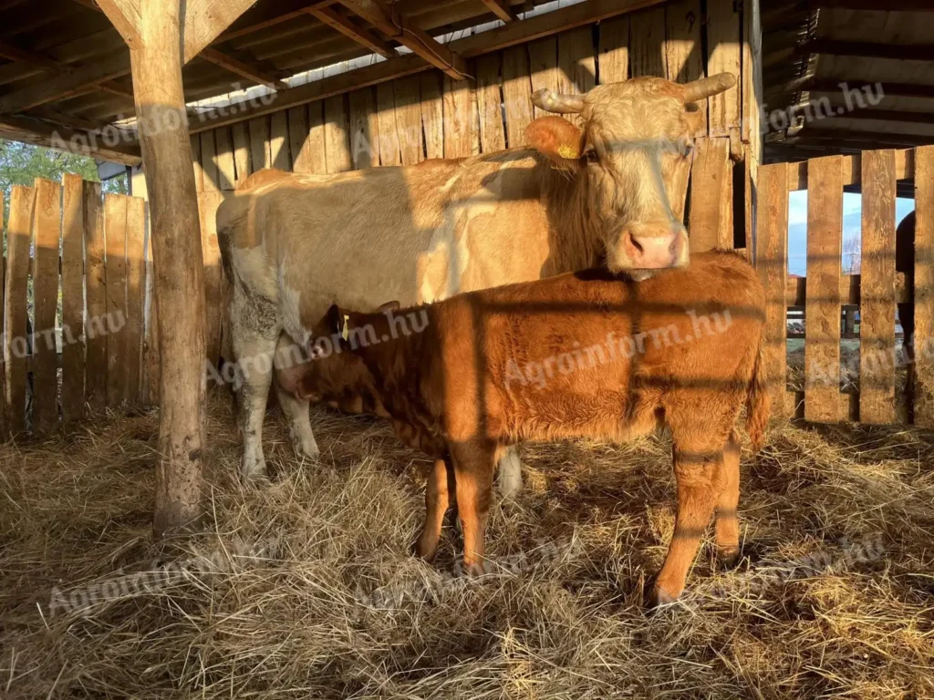 Tiroteo en l’Hospitalet de Llobregat: ¿qué revela el aumento de violencia armada en el Baix Llobregat?